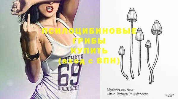 гашик Дмитров